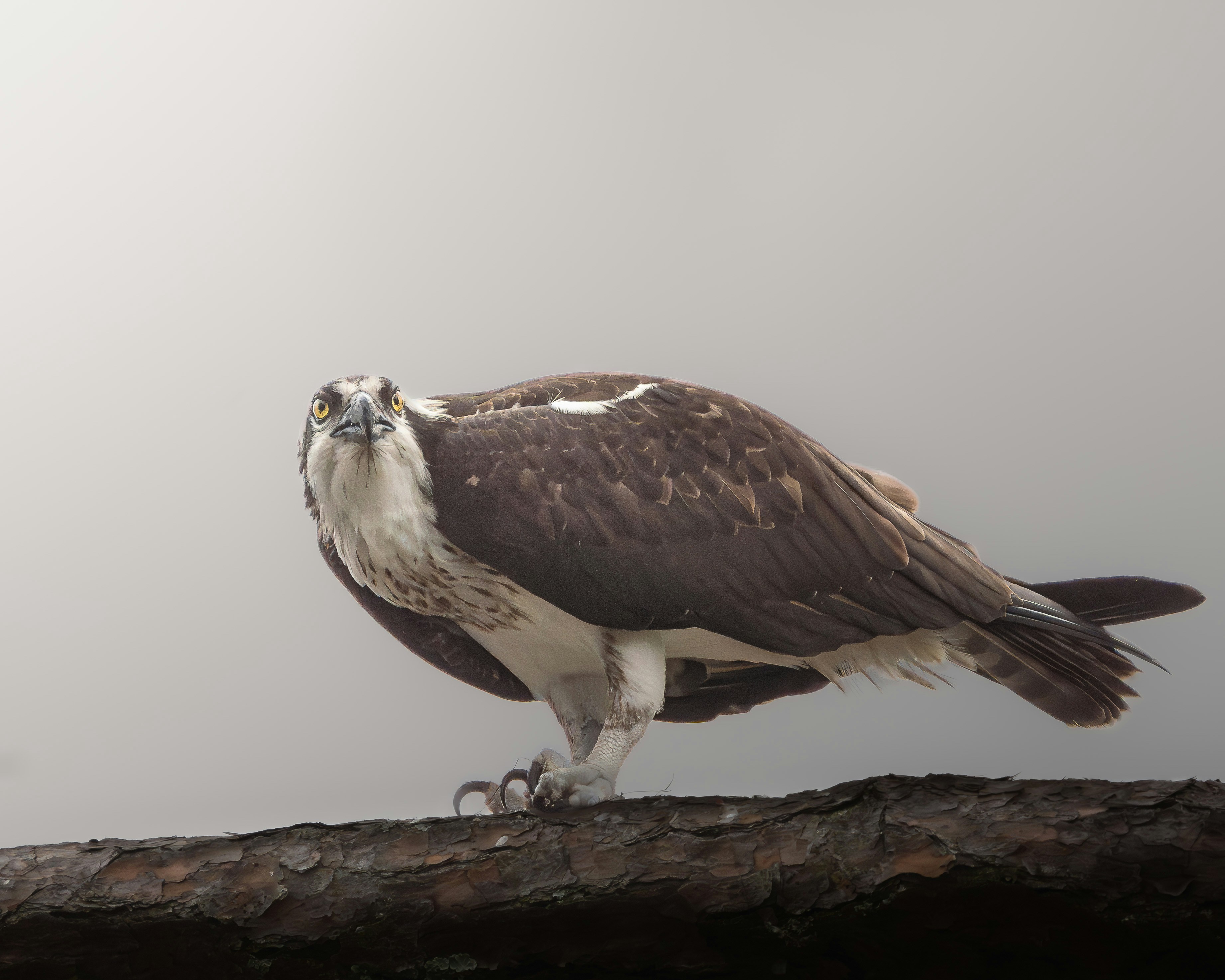 eagle